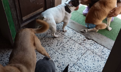 Struttura per animali priva di autorizzazioni, sequestrati 19 cani nel Pavese