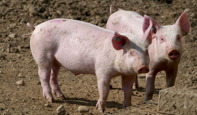 Nuovo focolaio di Peste Suina nel Pavese, trovati 26 capi infetti in allevamento di Zinasco