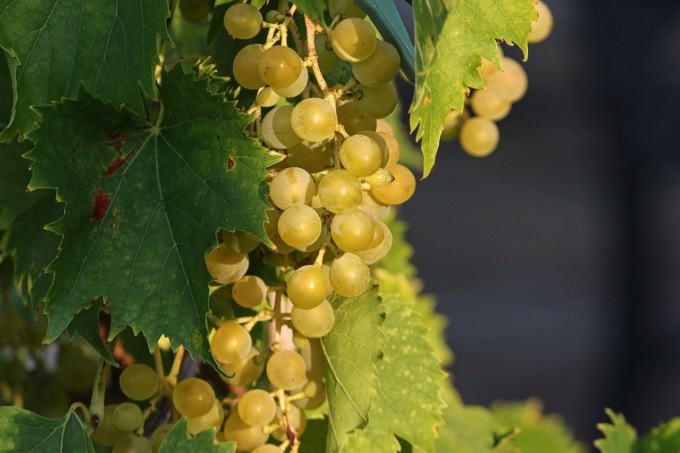 Al via la vendemmia in Lombardia con la raccolta dei primi grappoli in Oltrepò
