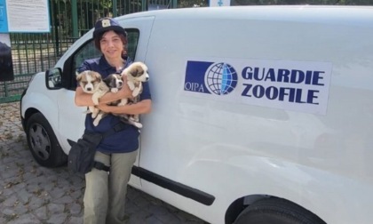 Sequestrati tre cuccioli di meno di un mese destinati alla vendita online e tenuti in un fienile fatiscente