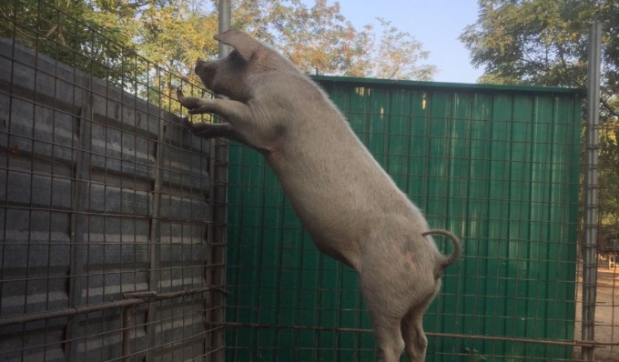Dopo l’uccisione dei suini al Rifugio Cuori Liberi gli attivisti annunciano proteste