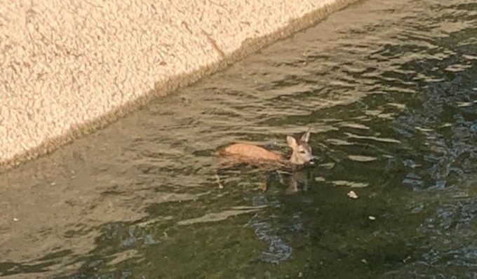 Capriolo cade in un canale e non riesce più a risalire la sponda: le immagini del salvataggio