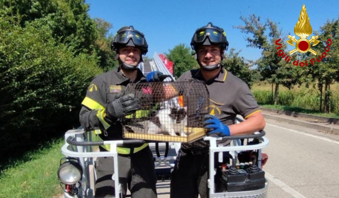 Il salvataggio del gatto bloccato su un albero a 10 metri di altezza