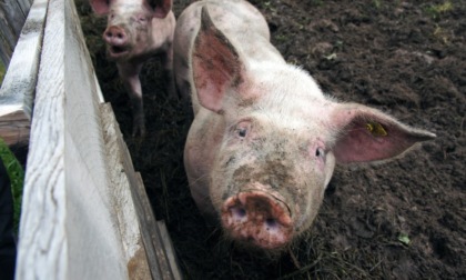 Peste Suina Africana, dopo l'inchiesta su Report gli animalisti sporgono denuncia per gli abbattimenti dei maiali a Pavia