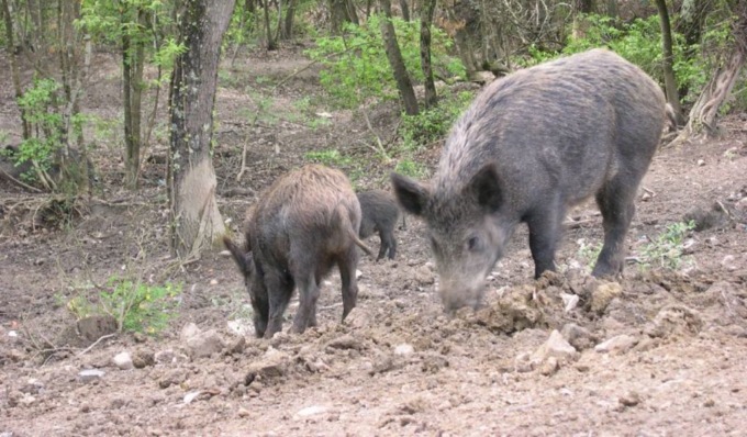 PSA: trovati altri cinghiali infetti nella zona di Torre d’Isola, zona rossa anche a Pavia?