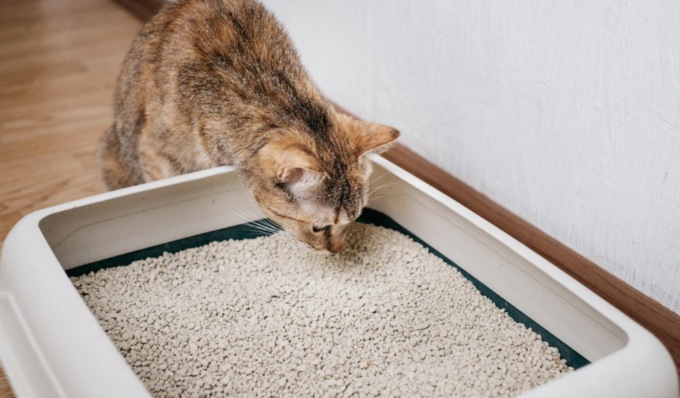 Nasconde la cocaina nella lettiera del gatto, arrestato spacciatore 29enne