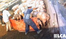 Peste Suina Africana, il video e le immagini shock dei maltrattamenti ai maiali abbattuti a Pavia