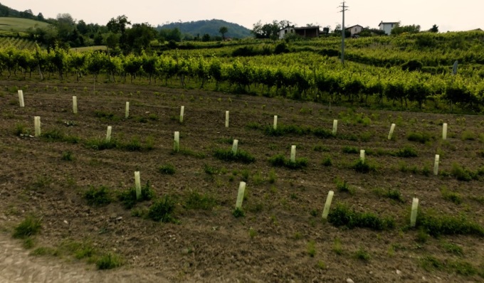 Prima Oasi della Biodiversità in Oltrepò, 2060 alberi nettariferi nutriranno oltre 3 milioni di insetti impollinatori
