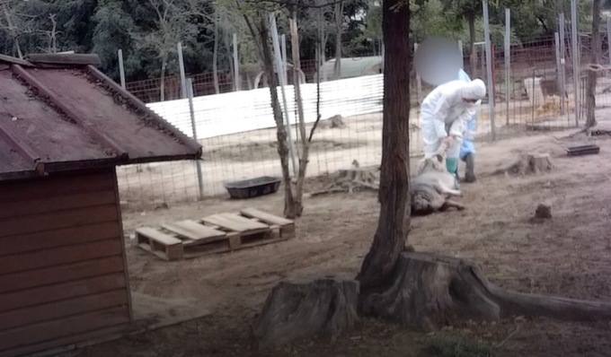 Strage maiali rifugio Cuori Liberi, la lotta degli animalisti continua: denunciati veterinari e “mandanti” dell’uccisione