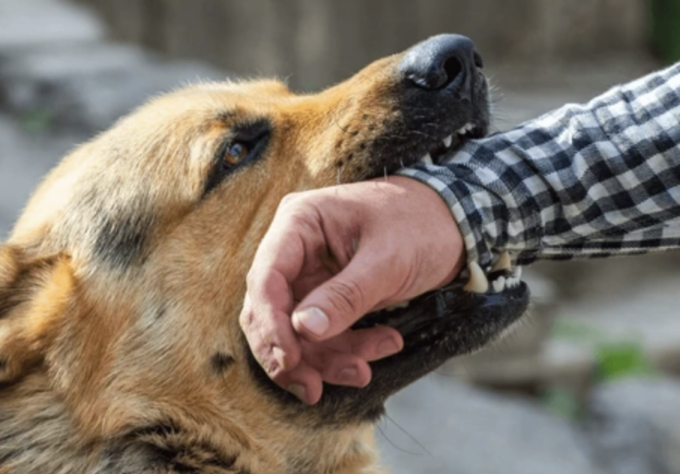 Cane di grossa taglia azzanna un 13enne, caccia al padrone scappato senza soccorrerlo