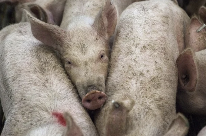Nuovi indennizzi per gli allevatori colpiti dalla Peste Suina, arriva l’ok del Governo