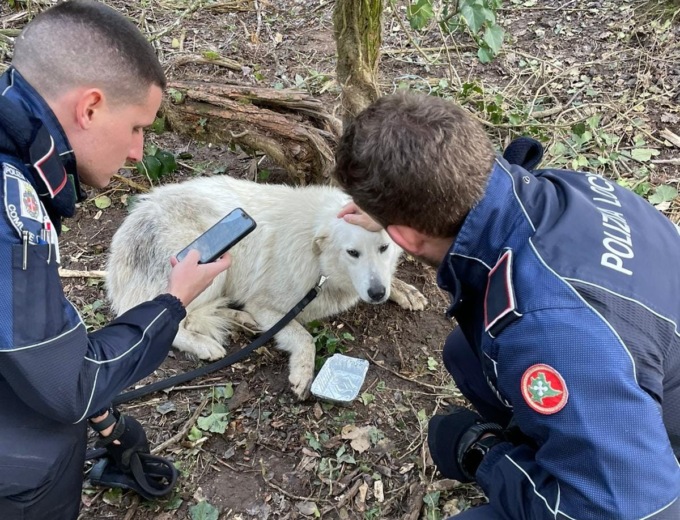Il video del pastore maremmano liberato dalla Polizia Locale, Diva era rimasta intrappolata