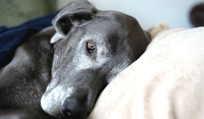 Dona una coperta al canile più vicino: anche a Pavia la campagna per proteggere gli animali dal freddo