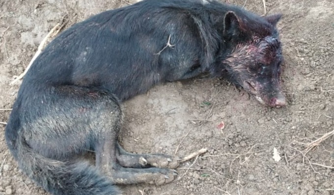 Lupa ferita da bracconieri, intrappolata in un laccio e poi presa a bastonate