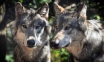 Allarme lupi in Lombardia, 21 branchi dall'Oltrepò Pavese alle aree alpine