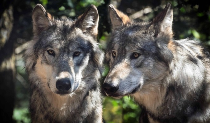 Allarme lupi in Lombardia, 21 branchi dall’Oltrepò Pavese alle aree alpine