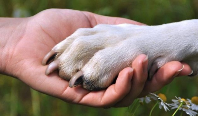 “Bonus Amici Fedeli”: anche nel 2024 il Comune di Pavia rimborsa le spese veterinarie