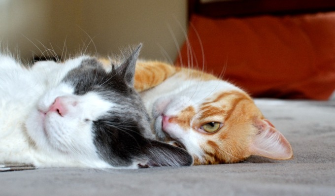 17 febbraio 2024, Festa del Gatto: mandateci le foto dei vostri amici felini