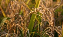 Parte dalla provincia di Pavia la sperimentazione delle nuove tecniche genetiche sul riso