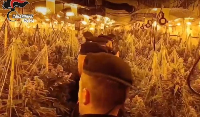 Allaccio abusivo alla rete elettrica pubblica per coltivare cannabis, scoperta serra di 600 piante