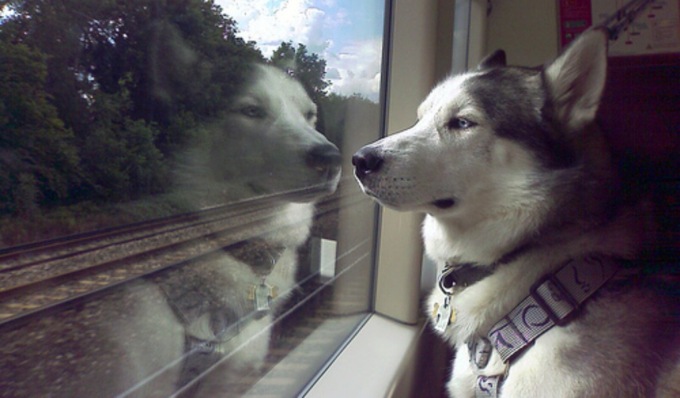 Dal 1° aprile bici e animali domestici viaggiano gratis in treno
