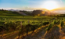 L'analisi di Coldiretti Pavia, raddoppiata la produzione di vino in Oltrepò