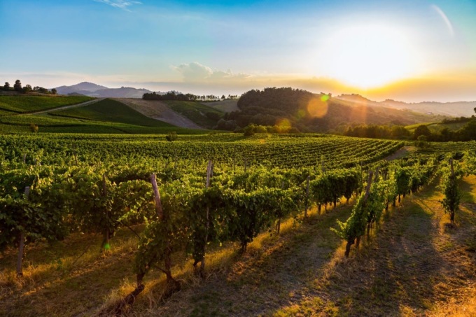 L’analisi di Coldiretti Pavia, raddoppiata la produzione di vino in Oltrepò