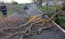 Pasquetta segnata da maltempo e vento forte in Oltrepò Pavese, alberi e pali abbattuti