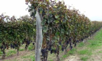 Vinitaly, nella Top10 dei vini più venduti in Italia anche il Nebbiolo dell'Oltrepò Pavese