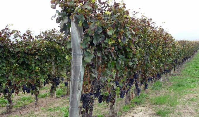 Vinitaly, nella Top10 dei vini più venduti in Italia anche il Nebbiolo dell’Oltrepò Pavese