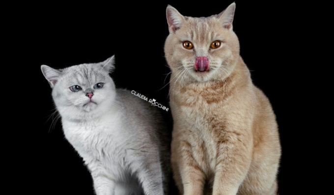 Tornano i Fotociotola Day, uno scatto del tuo amico peloso per aiutare i pets meno fortunati