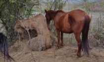 Cavalli malnutriti e costretti a vivere tra i loro escrementi, allevatore condannato per maltrattamento animali