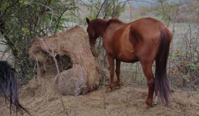 Cavalli malnutriti e costretti a vivere tra i loro escrementi, allevatore condannato per maltrattamento animali