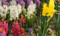 Festa di Primavera all'orto Botanico, visite guidate, mostre e laboratori: dove e quando