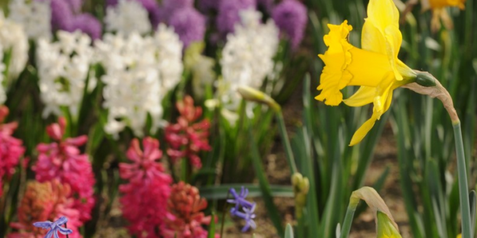 Festa di Primavera all’orto Botanico, visite guidate, mostre e laboratori: dove e quando