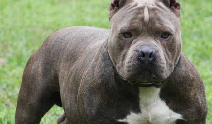 Azzannata al braccio dal pitbull degli amici, condannati a risarcirla con 50mila euro