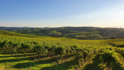 Terre d’Oltrepò in liquidazione coatta: l’Oltrepò Pavese perde la sua cantina simbolo