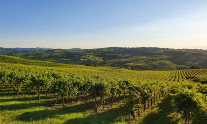 Vigneti, borghi medievali e sapori autentici: per "The Guardian" l'Oltrepò Pavese è la "Toscana del Nord"