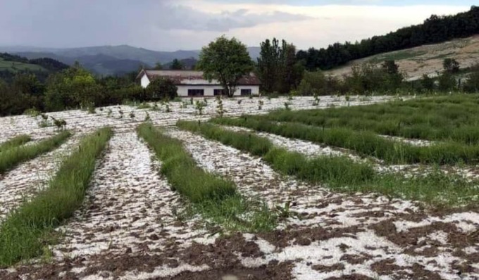 Grandine su cereali e vigneti… e il fieno marcisce nei campi allagati