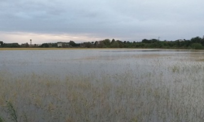 Maltempo e campi sommersi dall'acqua, semine in tilt: a rischio riso, orzo e mais