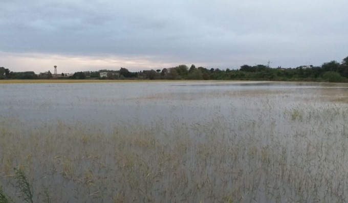 Maltempo e campi sommersi dall’acqua, semine in tilt: a rischio riso, orzo e mais