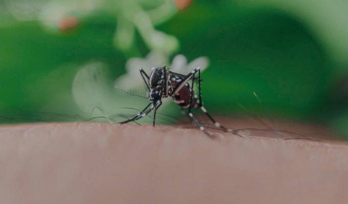 Virus Dengue a Pavia, contagiato un uomo di ritorno dal Sud America: avviata disinfestazione
