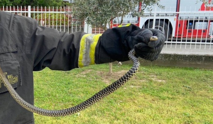 Da dietro il mobile della cucina spunta un serpente, a Mede arrivano i Vigili del Fuoco
