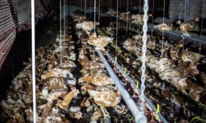 Una mega "fabbrica di uova" a Casei Gerola: allevamenti intensivi anche in Oltrepò Pavese?