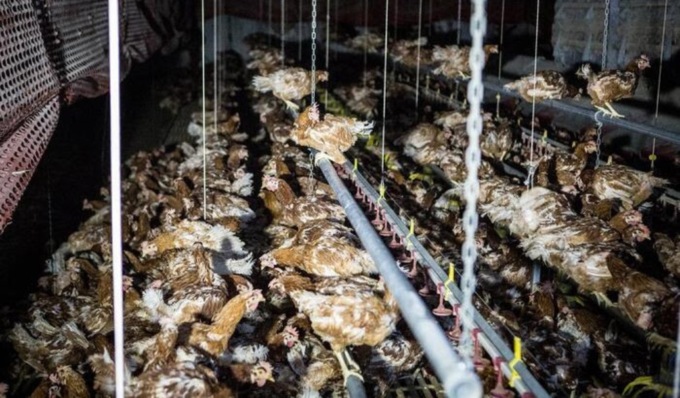 Una mega “fabbrica di uova” a Casei Gerola: allevamenti intensivi anche in Oltrepò Pavese?