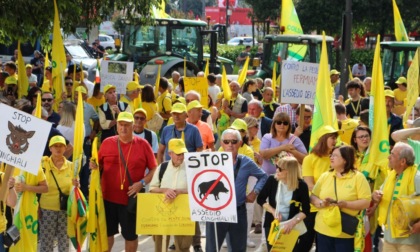 Cinghiali, SOS campagne: milioni di euro di danni all'agricoltura tra assalti e raid