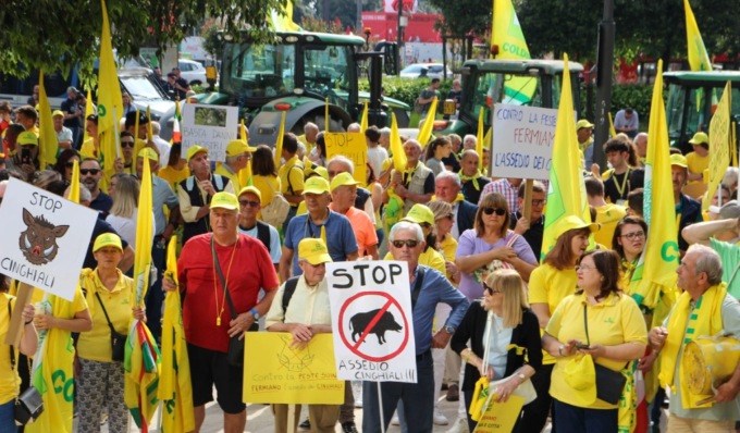 Cinghiali, SOS campagne: milioni di euro di danni all’agricoltura tra assalti e raid