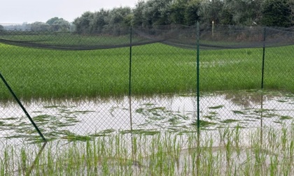 Distrutto il primo campo sperimentale di riso "Tea" in Lomellina: "Atto criminale"