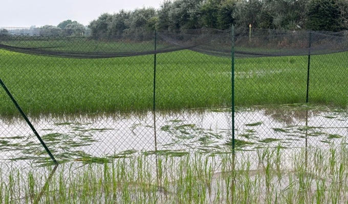 Distrutto il primo campo sperimentale di riso “Tea” in Lomellina: “Atto criminale”