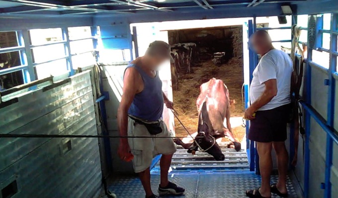 Macello degli orrori, mucche trascinate a forza e maltrattate prima di essere uccise